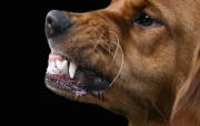 Dog snarling