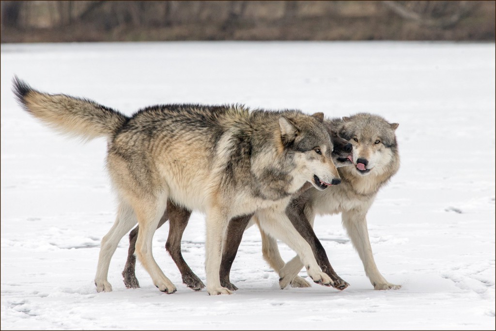 We never fought the wolf, never the enemy, we fought ourselves—and the enemy within us (photo by Monty Sloan).