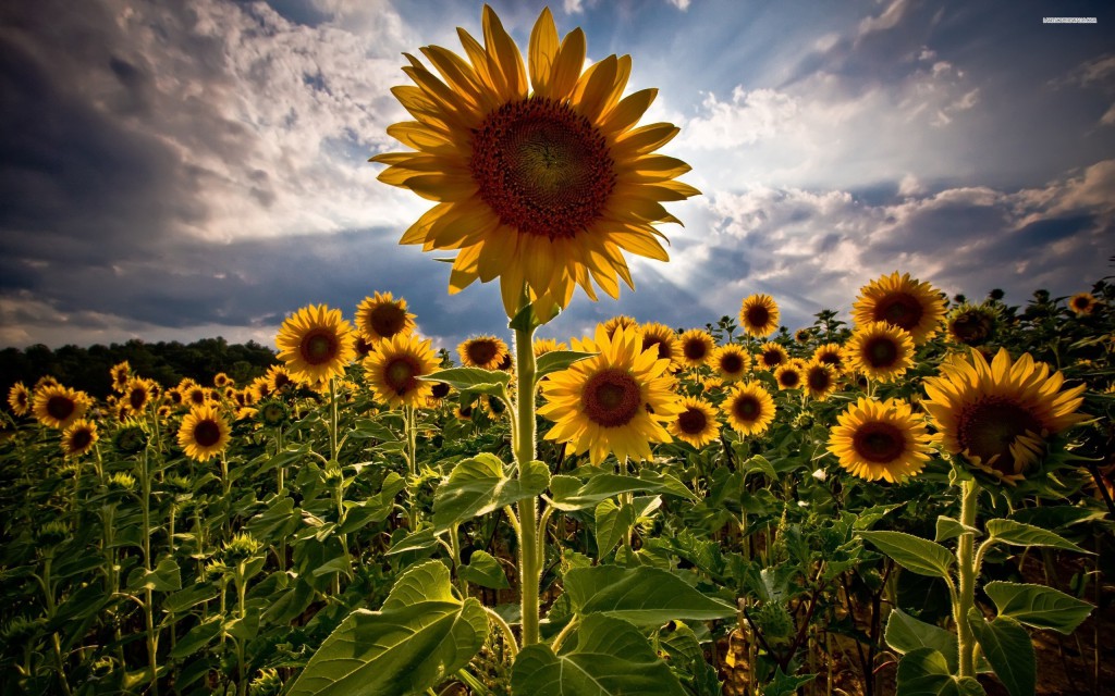 Sunflower field