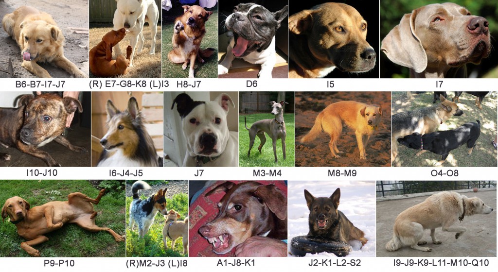 Pictures illustrating canine social and agonistic behavior.