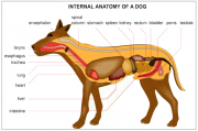 Anatomy Course