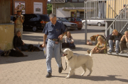 Canine Advanced PV