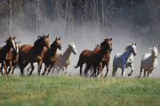 Equine Behavior Course