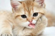 Feline Behavior Course