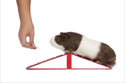 Guinea Pig agility.