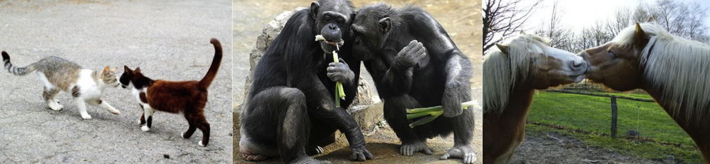 pacifying behavior animals