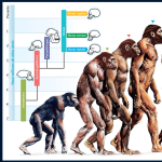 Evolution Course
