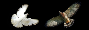 Evolutionary strategies – Evolutionarily Stable Strategies (Doves Hawks)