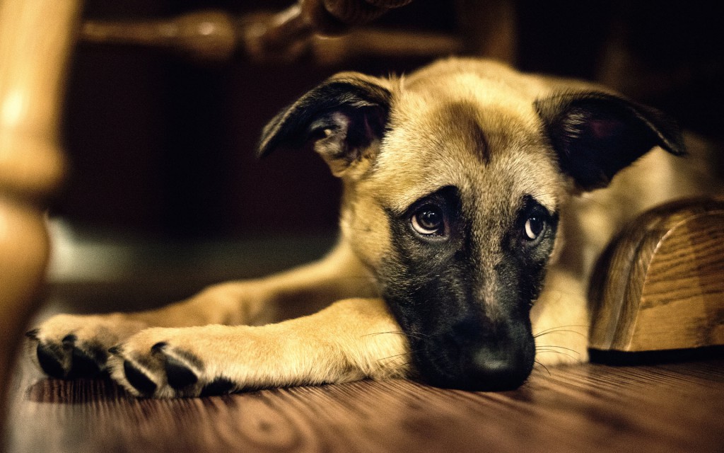 Sad dog on hardwood floor.