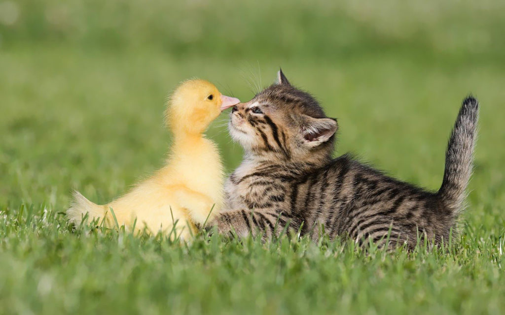 Cat And Duck