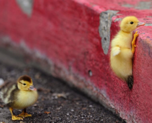 Duckling Trying to Climb (Stress helps learning)