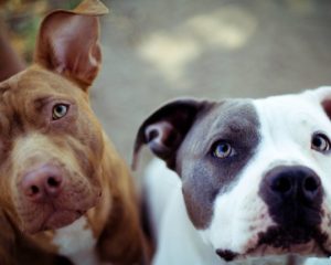 Pit Bull Cultural Differences