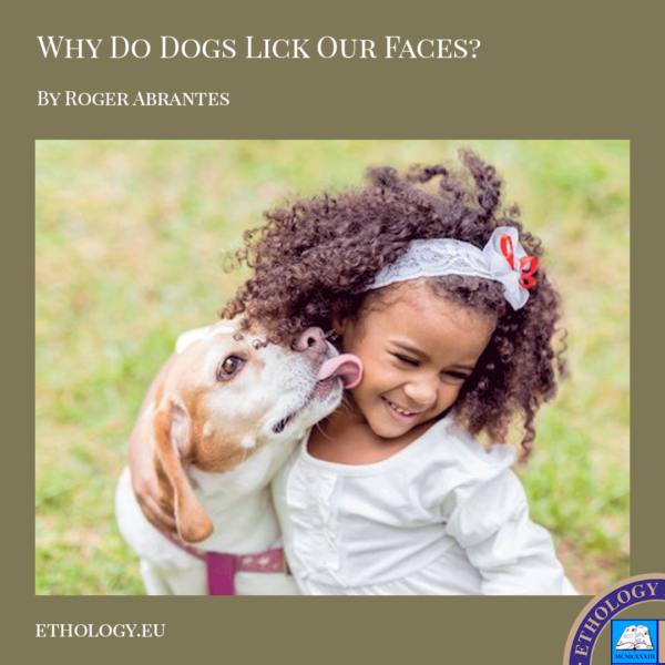Why Do Dogs Lick Our Faces? Ethology Institute By Ethologist Roger