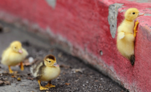 Duckling climbing (Stress helps learning)