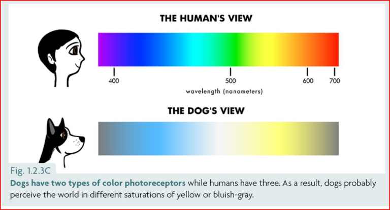 Do Dogs See Colors? What Does It Mean for Our Training? - Ethology ...