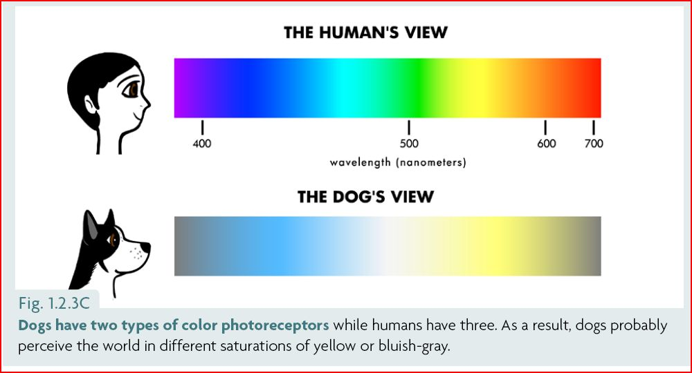 Do Dogs See Colors? What Does It Mean for Our Training? Ethology Institute