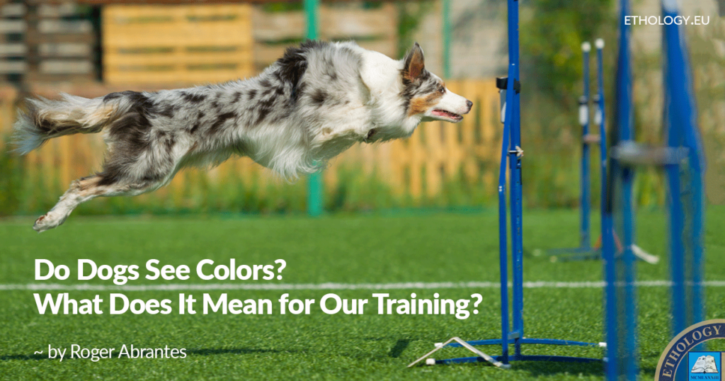 Do Dogs See Colors? What Does It Mean for Our Training? Ethology