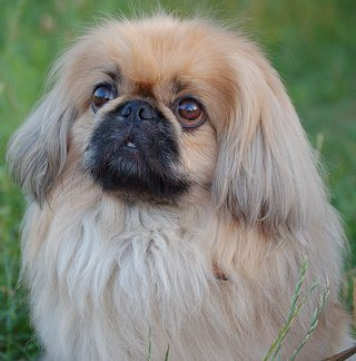 pekingesef6