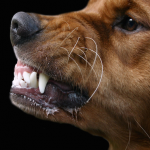 Dog snarling
