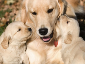 golden-retriever-puppy-3-picture2