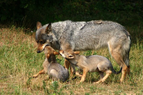 mother-wolf-regurgitatinghumansforwolves