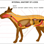 Anatomy Course