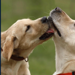 Canine Behavior
