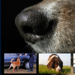 Canine Scent Detection