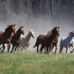 Equine Behavior Course