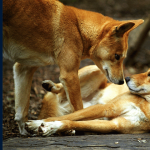 Ethology Course