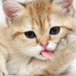 Feline Behavior Course