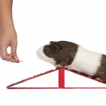 Guinea Pig agility.