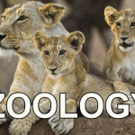 Zoology