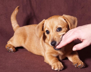 Puppy Biting