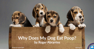 Why Does My Dog Eat Poop?