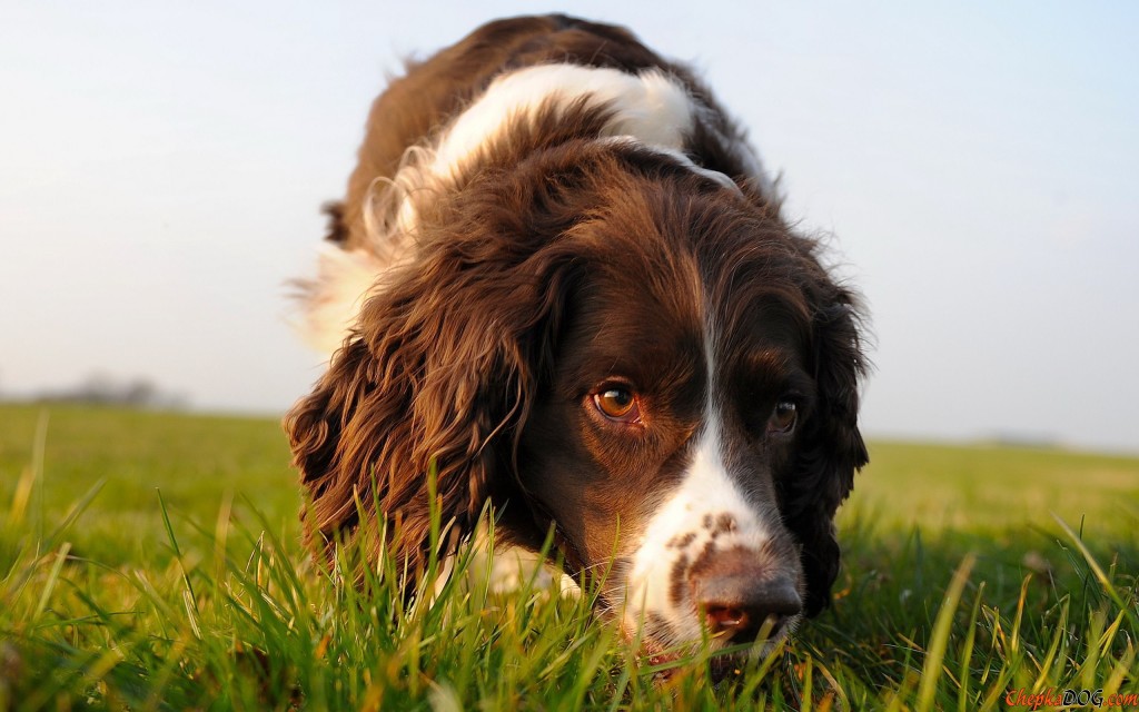 English Springer Spaniel On The Trail