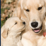 Animal Welfare Course