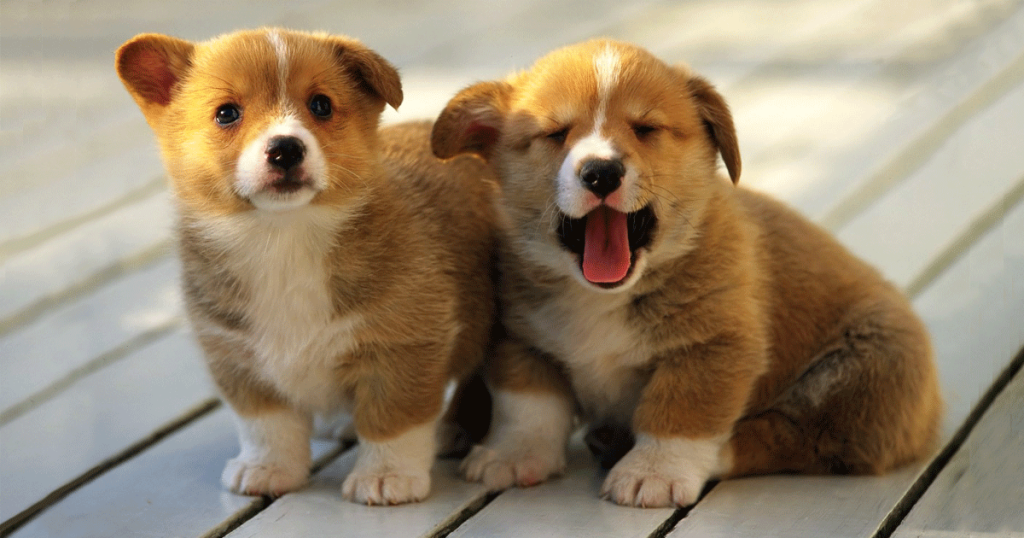 Dogs Champing And Yawning