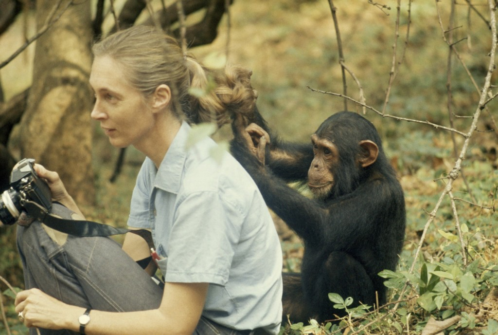 Jane Goodall And Chimp 1