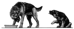 Canine Twist Behavior, Pacifying Behavior, Dog Language.