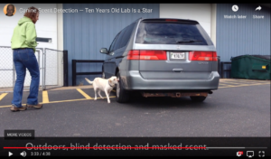 Canine Scent Detection Ten Years Old Lab