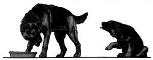 Canine Twist Behavior, Pacifying Behavior, Dog Language (CanineTwistBehavior-1024x399).