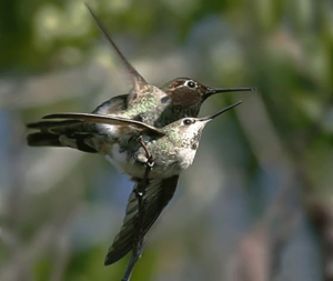 Colibri Couple Mating