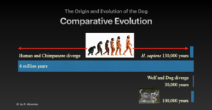 Comparative Evolution