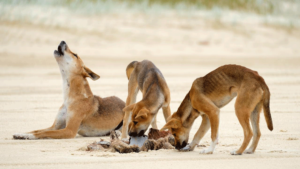 Dingo Pups Sharing A Kill