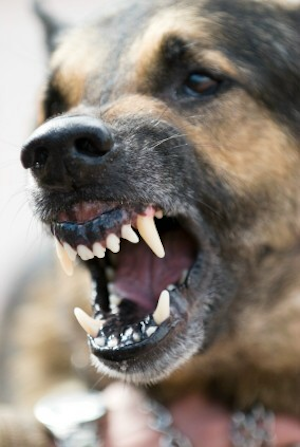 is aggression a learned behavior in dogs