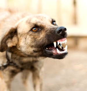 DogAggression8-Petexpertise-com