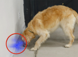 Double-Blind-Scent-Detection