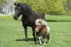 HorsesSameSpecies