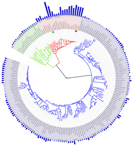 Tree_of_life_with_genome_size